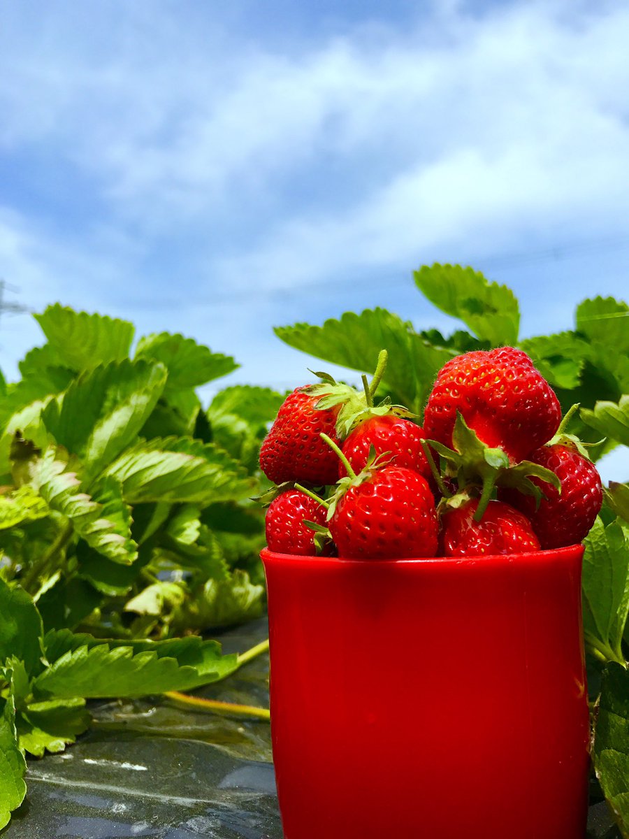 Shiori 近江舞子いちご園 今年も行けてよかった T Co G4r5bh9we0 Twitter