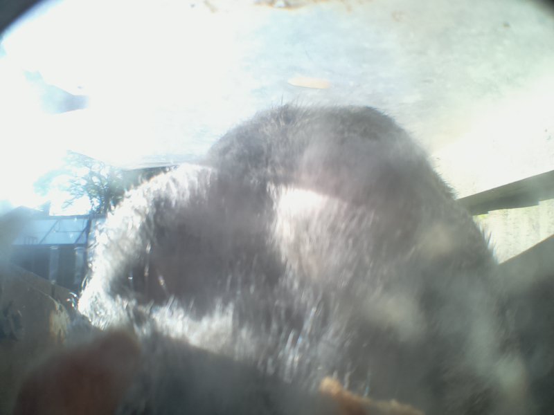 feeder_squirrel's tweet photo. Feeder Visits: 56, Barometric Pressure: 998 hPa, Outside Temp: 13.562C  #SquirrelFeeder https://t.co/pMQbg6IbEk
