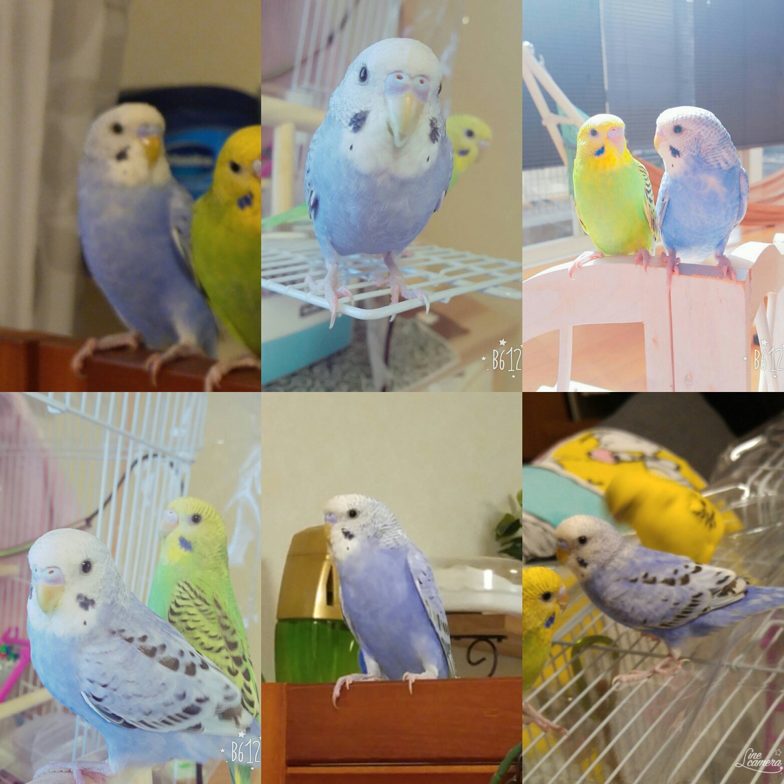 犬夜叉トリオ セキセイインコが迷子になってしまいました 見かけた 保護してる等の情報ありましたらご一報お願いします 場所 兵庫県伊丹市 色 青みがかった紫 名前 そら おしゃべりはできませんがﾁｯﾁｯﾁｯﾁｯと舌打ち します インコ 迷子 拡散希望