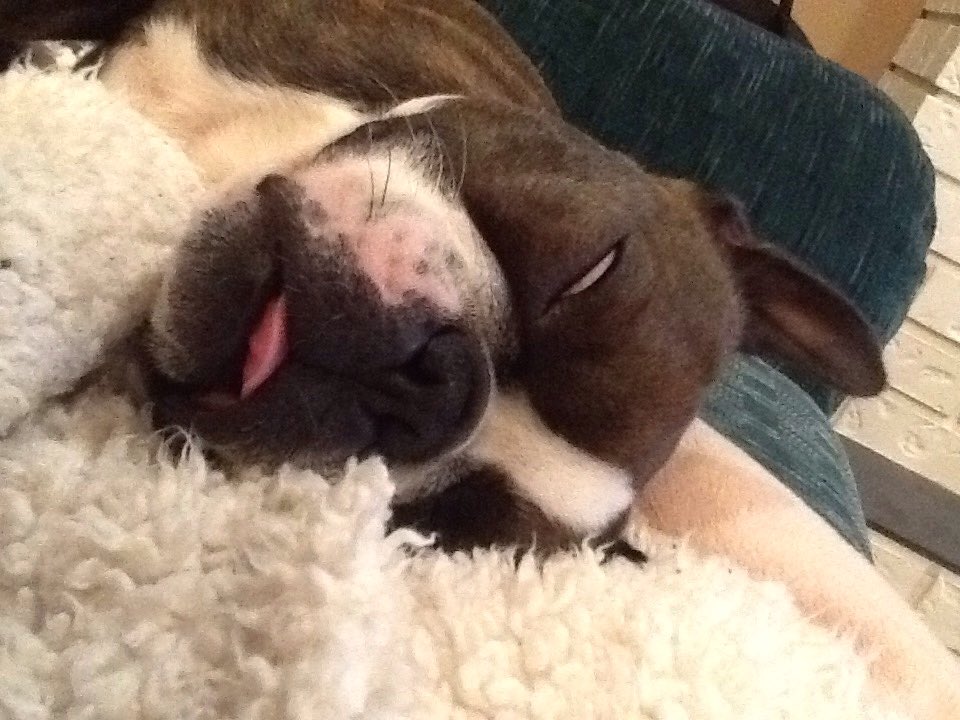 sandbott's tweet image. Kubi, you're scary when you sleep! 😁