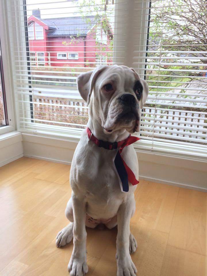 BoxerHope's tweet image. Celebrating Norways national day!