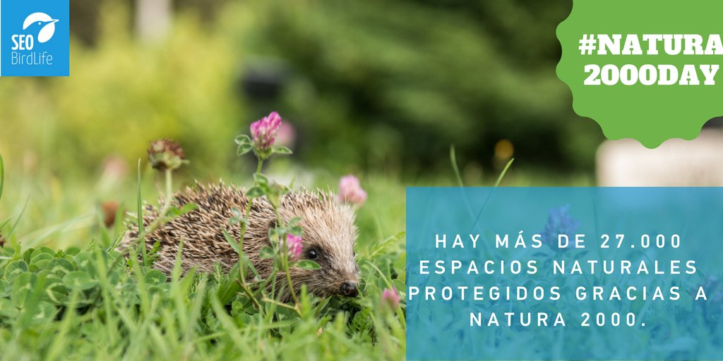 SEO_BirdLife's tweet photo. Hay más de 27.000 espacios naturales protegidos gracias a Natura 2000. Y vives cerca de uno. Celebra 😍#Natura2000day https://t.co/pBgxaKPw4m https://t.co/bbuIHS7fWX