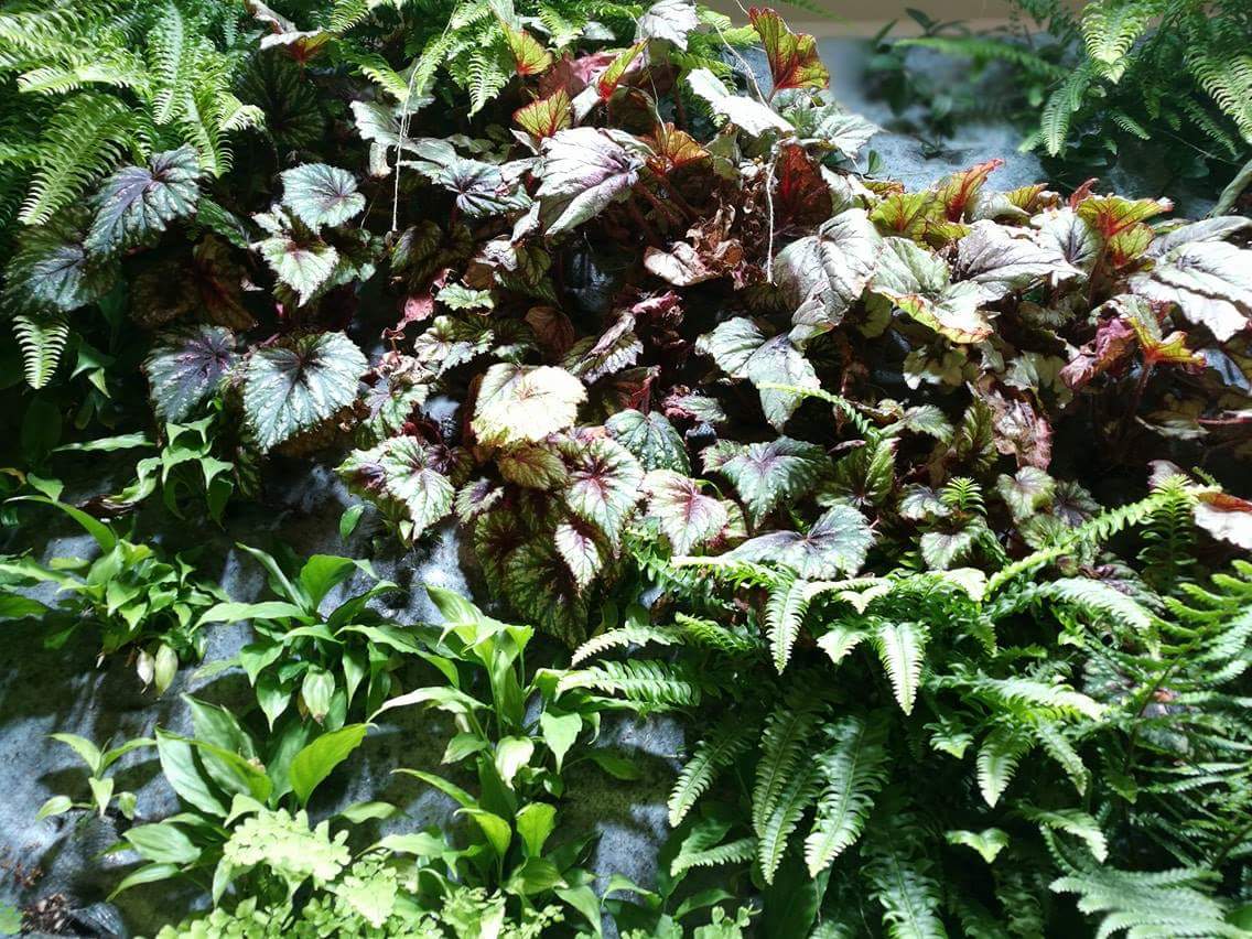 StudioBitard's tweet image. Hello Sunday! Take a look at this beauty we found just now.  #weekendvibes #greenwall #architecture #interior #interiordesign #livewall