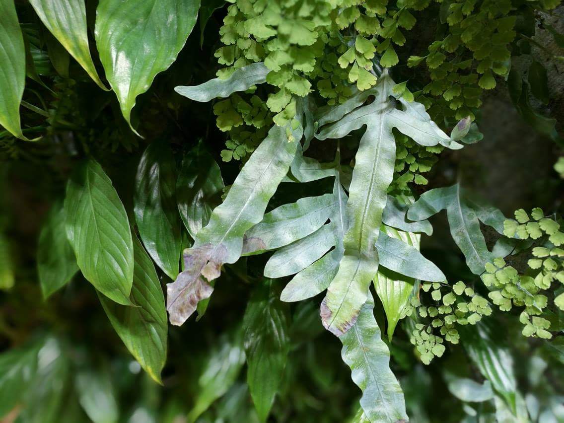 StudioBitard's tweet image. Hello Sunday! Take a look at this beauty we found just now.  #weekendvibes #greenwall #architecture #interior #interiordesign #livewall