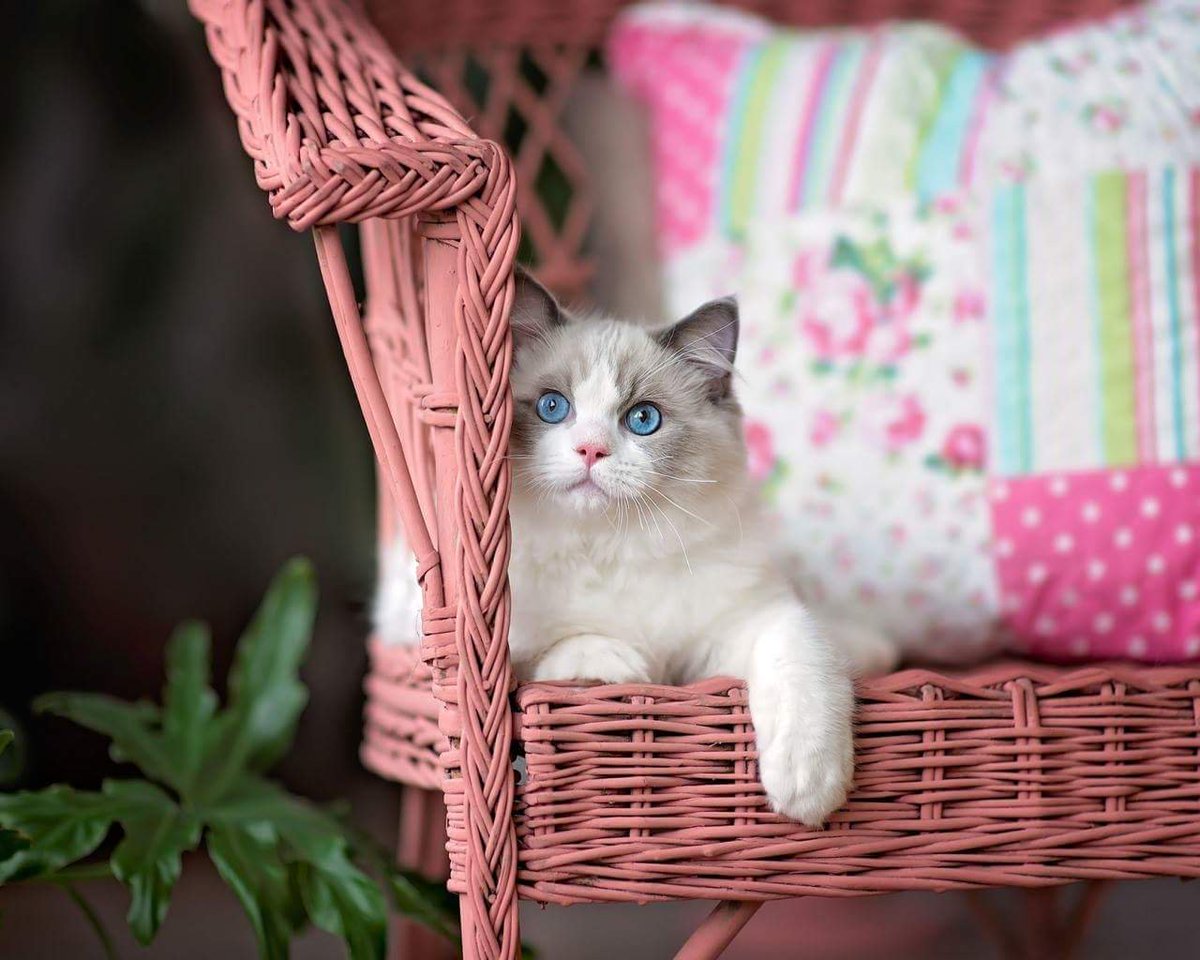 Миленькие котята. Поделка кот объемный. Красивые котята. Милые котики. Шапка 'кошка'.