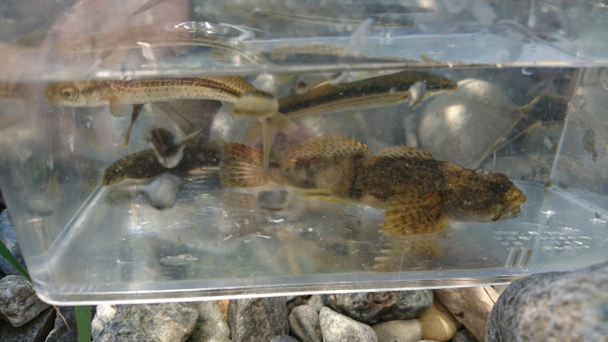 O Xrhsths 金魚熊 Sto Twitter 久しぶりに淡水魚採集に行ってきた アカザ初採集 あとはカワムツ ムギツク タモロコ ドジョウ ヒガシ シマドジョウ カジカ ヨシノボリといったところ 細かい同定をしていないのはご了承ください ちなみに 多摩川水系です O Xrhsths 金魚熊 Sto Twitter 久しぶりに淡水魚採集に行ってきた アカザ初採集 あとはカワムツ ムギツク タモロコ ドジョウ ヒガシ シマドジョウ カジカ ヨシノボリといったところ 細かい同定をしていないのはご了承ください ちなみに 多摩川水系です