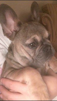 millypod1's tweet photo. WYNTER HOME SAFE. THANKS FOR RT's 😊🐕
#Liswerry #Newport #Gwent #SouthWales #Wales #NP19 https://t.co/n0ALcw70dO https://t.co/SQPa5p9txI