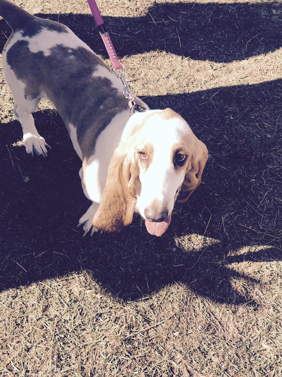 All spectators are welcome out here today! Meet Rosie - latest edition to the <a href="/Philogenef/">Fiona Philogene</a> family!