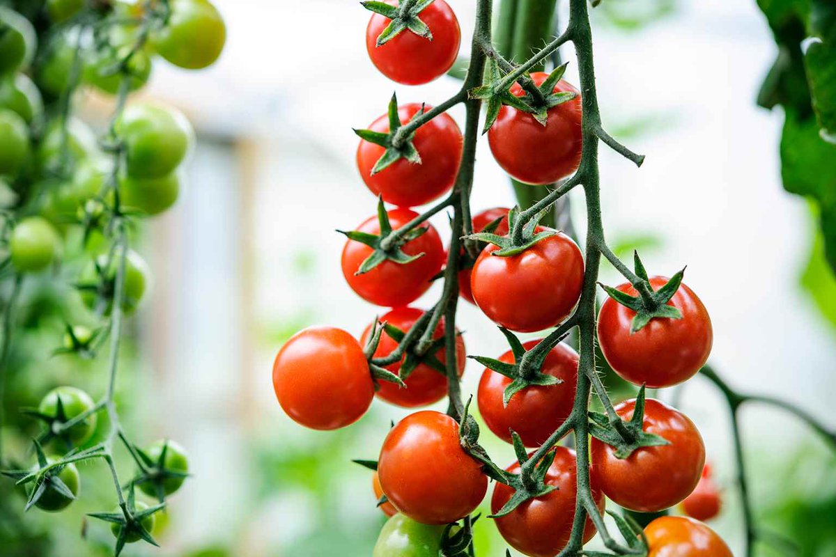 Boost your tomato crop this year with the help of these eight top tips: gardenersworld.com/plants/plant-i…