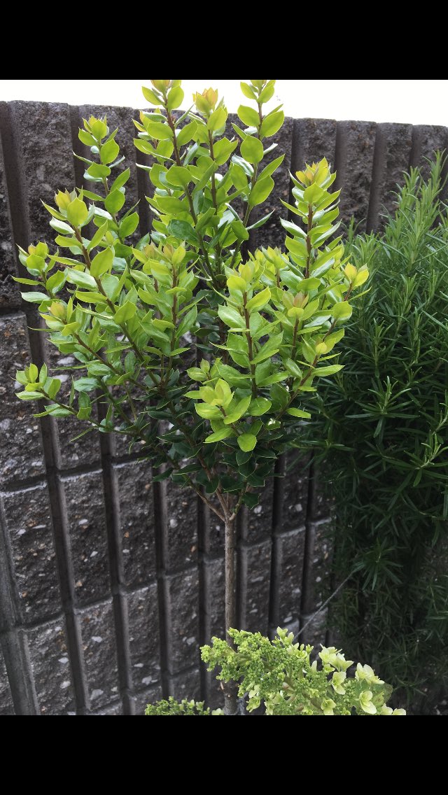 ট ইট র 洋ちゃん 今日は 大安の吉日 冬に剪定してた姫柊の木には 新芽がたくさん出てます 幹周りスッキリにしました スラット高く伸ばし 葉の形も丸型にしました 平和を願い 災い跳ね除け 物事円満にスムーズに の思いを込めて 姫