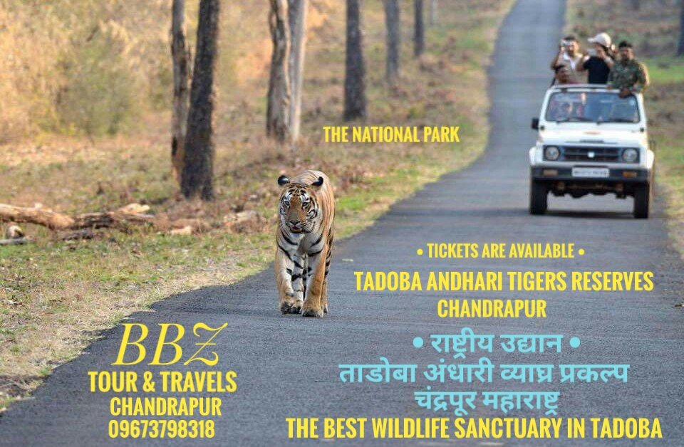 Tadoba national park (@tadobaandhari) on Twitter photo 