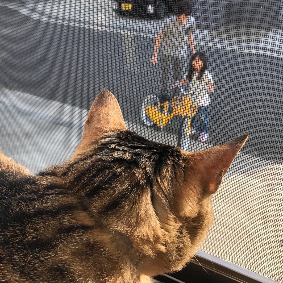 Etiqueta ネコパトロール En Twitter