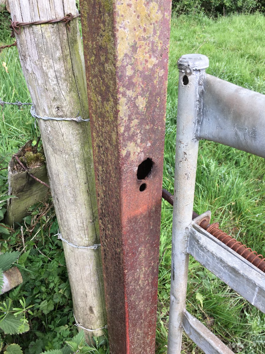 dixonrural's tweet photo. Making good use of the gatepost! #makeanest https://t.co/HNJaVcSmnm