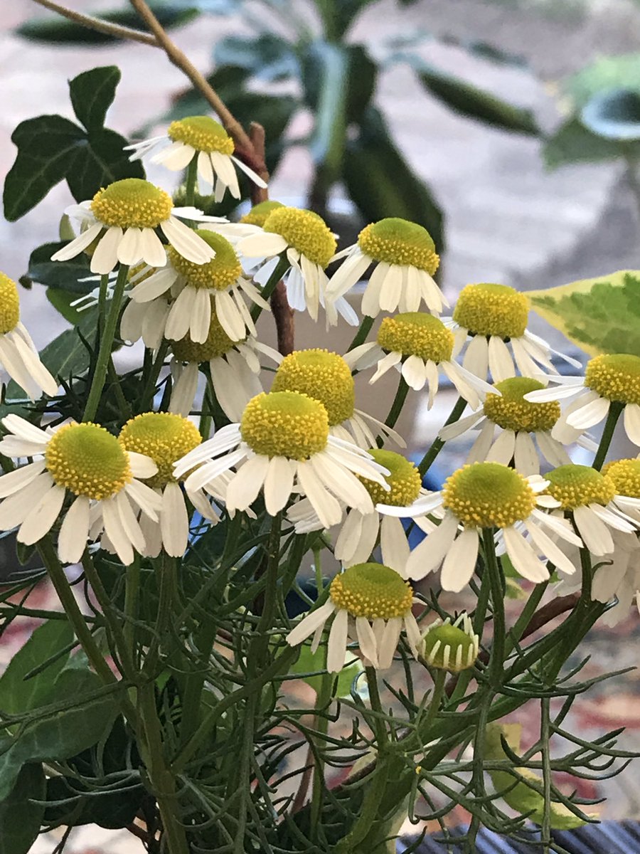 K718Bunny's tweet photo. カモミ��ル咲きはじめた🌼
＃chamomile https://t.co/C5IHq1X23G