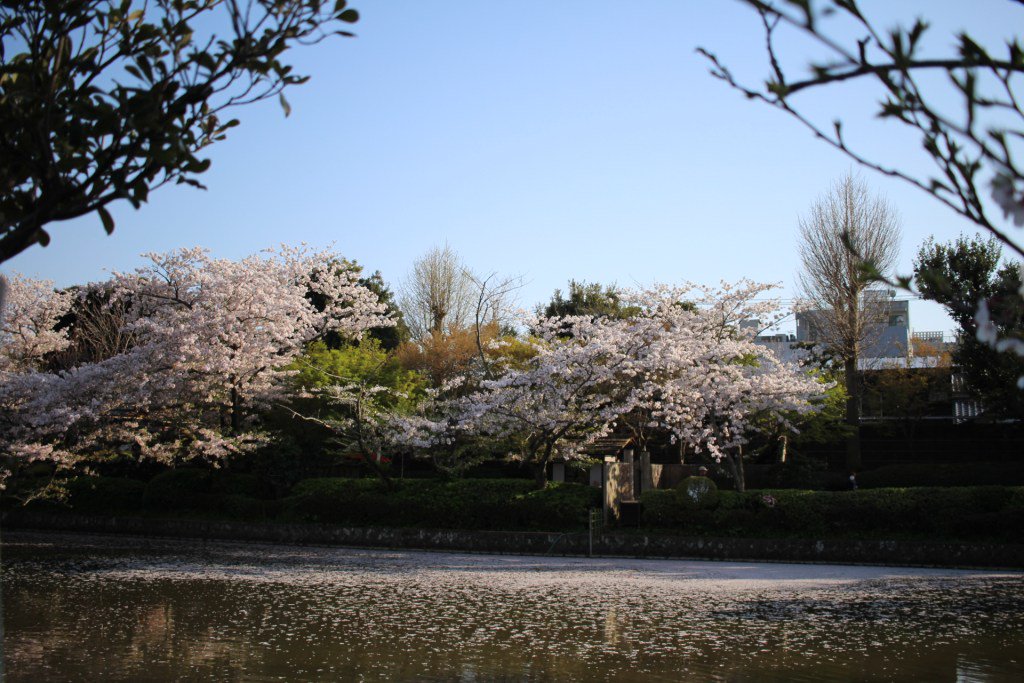 RobynYA's tweet image. Japan Series: Kamakura robynbobbingtravel.wordpress.com/2017/05/21/jap…