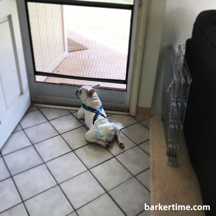 Meet Pixie #frenchbulldog from #Honolulu using #Barkertime suspenders to keep #dogdiapers on #seniordog barkertime.com