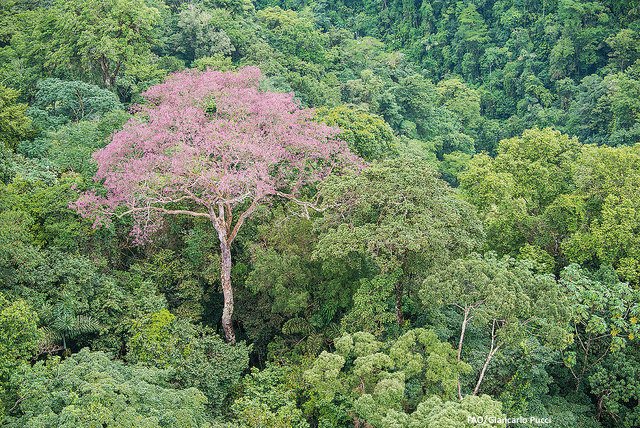 FAOForestry's tweet photo. #didyouknow World's total forest area is just under 4 billion hectares - or 0.6 ha per capita #gfra2015 #Forests2015 https://t.co/O7u56z6d8G https://t.co/Q9Fn0uhz3a