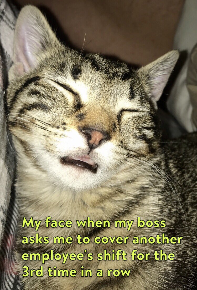 FibroShilo's tweet photo. Belated #Caturday post. Hope everyone's having a good wkend - I've had to work all wkend ๐ฃ but ... I like having ๐ค. #CatsOfTwitter #RestFace https://t.co/PnZ5YJo5qK