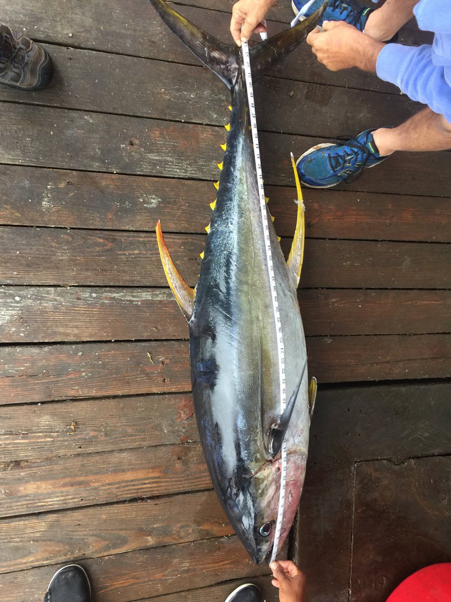 EndorFin123's tweet photo. 91Lb's 54" long 37" girth!! Big Yellowfin we caught!!🎣 https://t.co/emtCf4qKXm