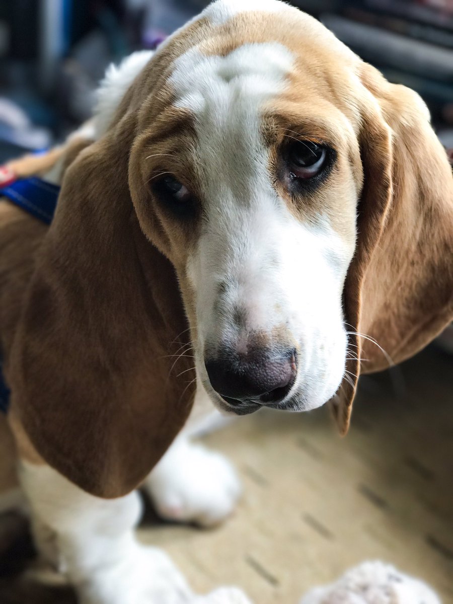 BaibaAuriaArt's tweet photo. Don't expect anything from me today - I have guests. Meet Dougal.
🐶🐶🐶🐶🐶🐶🐶🐶🐶🐶🐶🐶
#pyppy #bassethoundpuppy https://t.co/iYXhTTq0y3