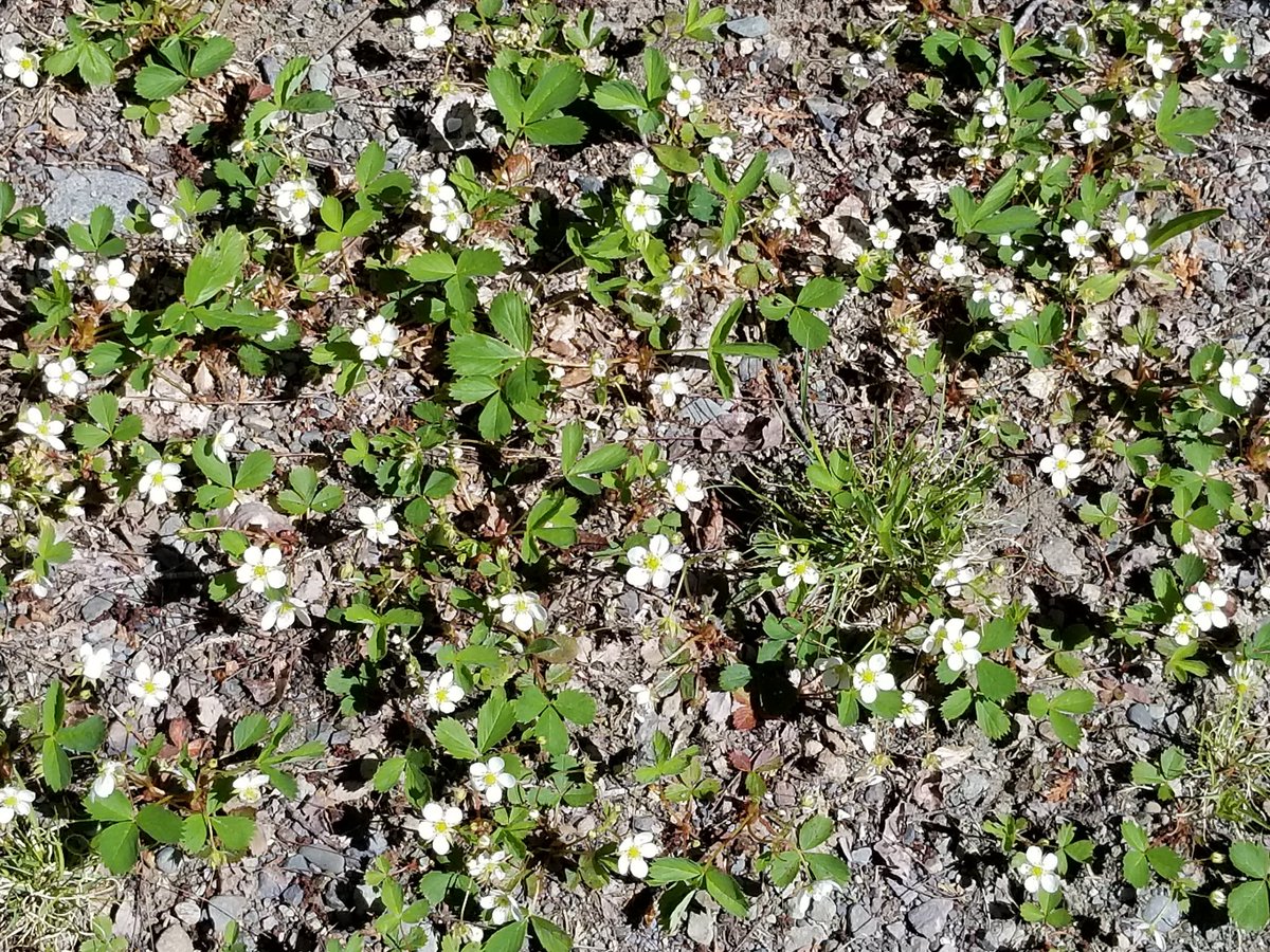 草も生えないような乾いた荒れ地に 這うように咲いてる野イチゴの花 植物によって 好む地面が全然違って面白い ブルーベリーは酸性のゴツゴツ荒れた地面が好きです Maine メイン州 Trinitynyc Scoopnest 草も生えないような乾いた荒れ地に 這うように咲いてる野イチゴの花 植物によって 好む地面が全然違って面白い ブルーベリーは酸性のゴツゴツ荒れた地面が好きです Maine メイン州 Trinitynyc Scoopnest