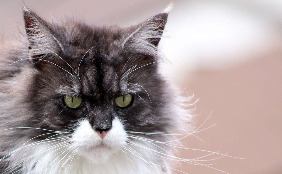 VivaMascotas's tweet photo. #TipsPerrunos ¿Se te quedan los asientos llenos de pelos? Checa esta hamaca. Da clic para conseguirla https://t.co/fVMQpOSrgR https://t.co/hikvxwo81B