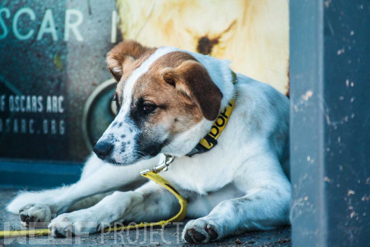 Happy_Biscuits's tweet photo. @OscarsArc #WoofProject Totally LOVE the work and dedication! THANK YOU and keep it up!
(Photos courtesy of mH Photography) https://t.co/X2I6ukiOp2