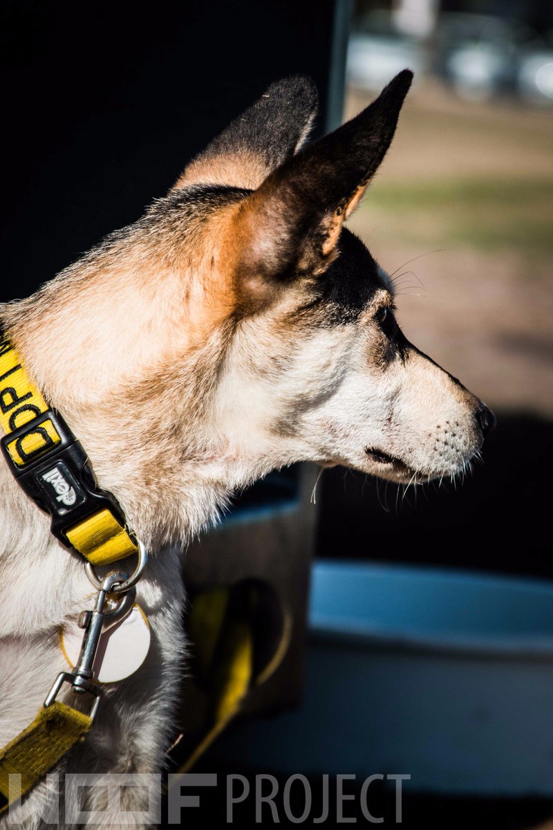 Happy_Biscuits's tweet photo. @OscarsArc #WoofProject Totally LOVE the work and dedication! THANK YOU and keep it up!
(Photos courtesy of mH Photography) https://t.co/uXJhW4my1W