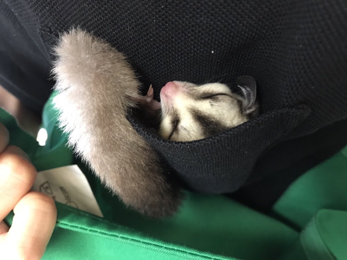 コツメイト Twitterissa 胸ポケットでスヤスヤ コツメイト コツメカワウソ カワウソ フクロモモンガ モモンガ ハリネズミ 池袋 東口 ペット ふれあい 可愛い 癒し Ikebukuro Hedgehog Sugarglider T Co Elycvomva5