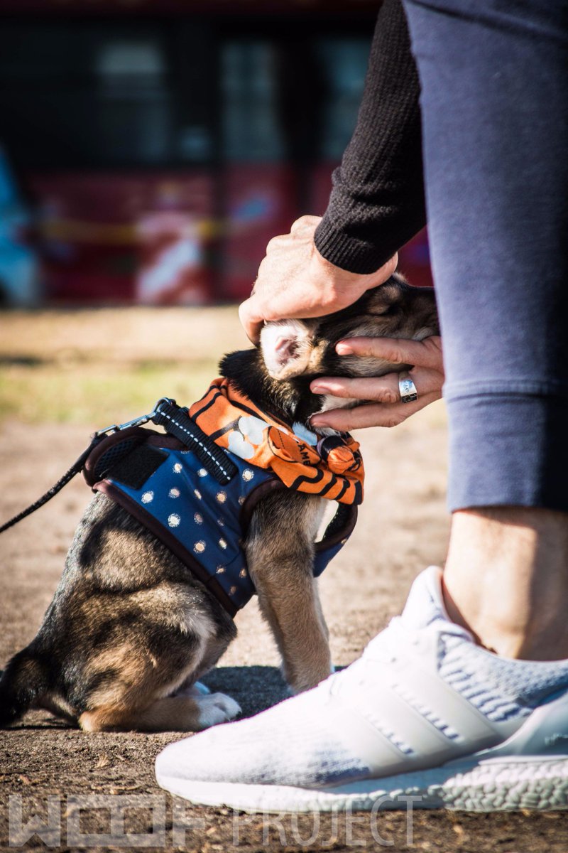 Happy_Biscuits's tweet photo. @OscarsArc #WoofProject
Totally LOVE the work and dedication! THANK YOU and keep it up!
(Photos courtesy of mH Photography) https://t.co/o6MLzFW9lw