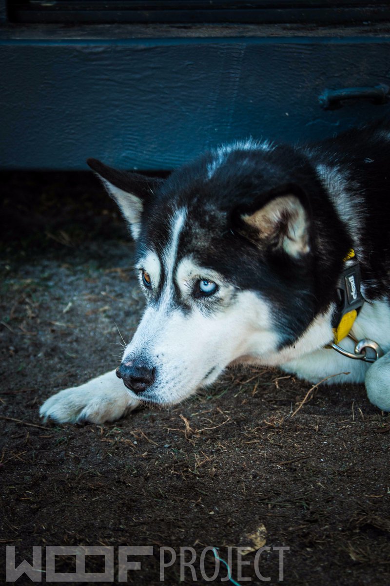 Happy_Biscuits's tweet photo. @OscarsArc #WoofProject
Totally LOVE the work and dedication! THANK YOU and keep it up!
(Photos courtesy of mH Photography) https://t.co/o6MLzFW9lw