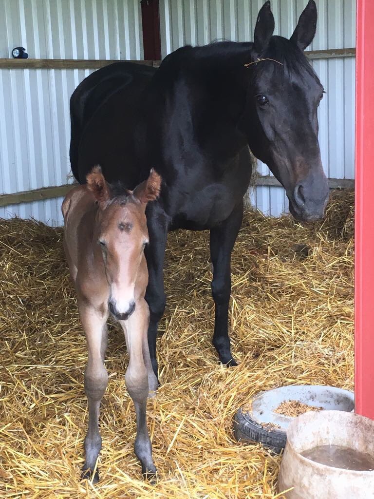 Our new arrival 🎉Filly foal  by Pollux de Muse(plot blue) mare is Newmarket Venture x (Potsdam) #foaling #equestrianhour #newarrival #horses