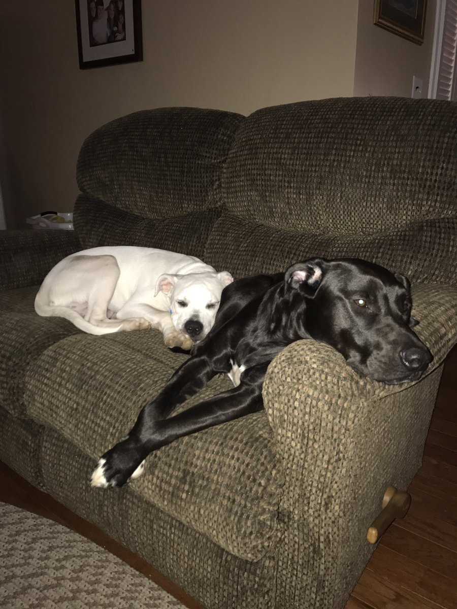 mitmie1's tweet photo. Moose and Miley hanging on a Sunday morning! https://t.co/u4shz6KfrU
