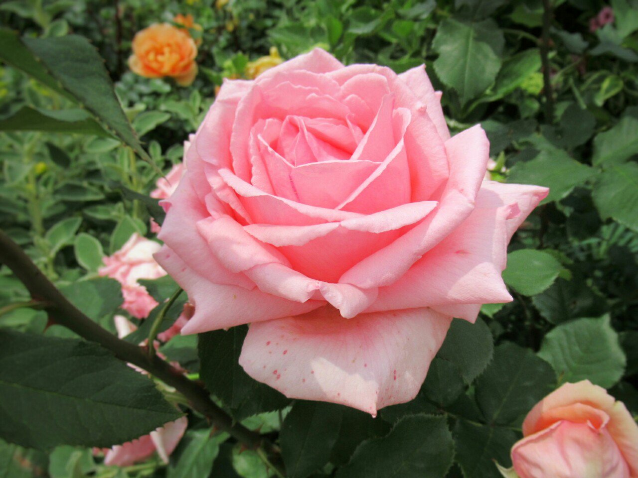 雑草図鑑 準備中 300 バラ バラ科 北半球原産 別名ローズ バラ属 の多くの原種の交雑で作られた 原種に近いワイルドローズ 欧州で連綿と改良されたオールドローズ 中国原産バラの影響が大きいモダンローズに大別される 花 フラワー 春の花