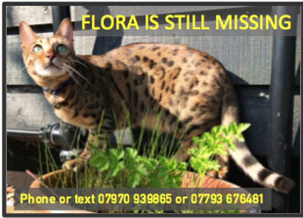 ruthshurman's tweet photo. @TufnellParkLive Neighbours please keep looking for Flora, still missing from home in N7. A mini leopard with a blue collar... https://t.co/yXM77Jsgi8