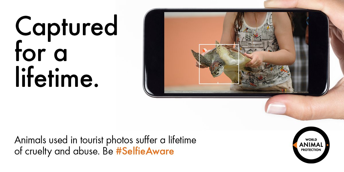 MoveTheWorldUK's tweet photo. Want to protect sea turtles? Urge global cruise company to stop trips to cruel turtle tourist centre: https://t.co/H6PEzuVEN3 #SelfieAware https://t.co/PpBg3XXqUD