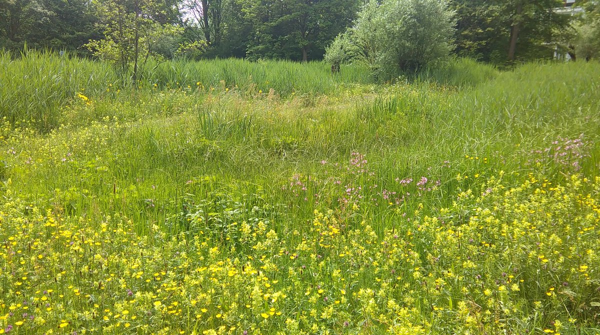 Hofstedenweekend kom genieten van de bloemenpracht op het Goudse Heempad.<a href="/GoudseHofsteden/">Goudse Hofsteden</a>