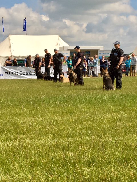 EssexPoliceUK's tweet photo. Our #EPDogs + Dog Handlers are at @EssexYFC #Chelmsford today leading demonstrations about their work. The next demonstration is at 1:15pm https://t.co/M0dOFcNNSE