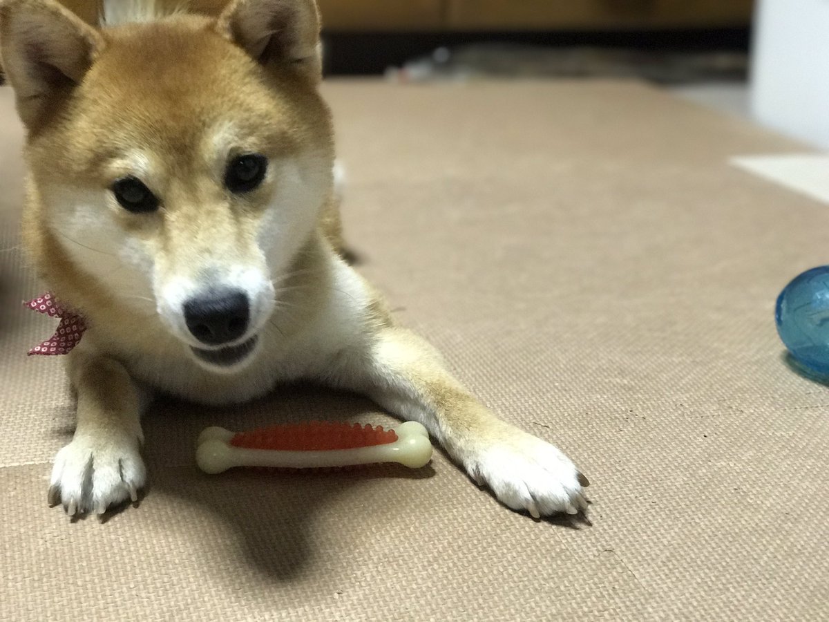 柴犬りん V Twitter りんりん ェ 伏せ をマスターしました やれば出来る子お利口さん お外ででも出来るように頑張ろうね 柴犬 伏せ やれば出来る子