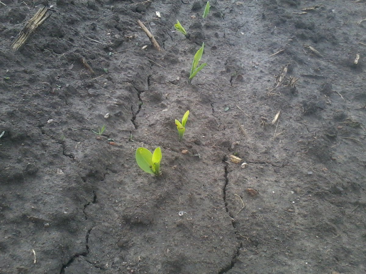 Corn is up . Planted April 28 #dupontpioneer Bring on the heat !