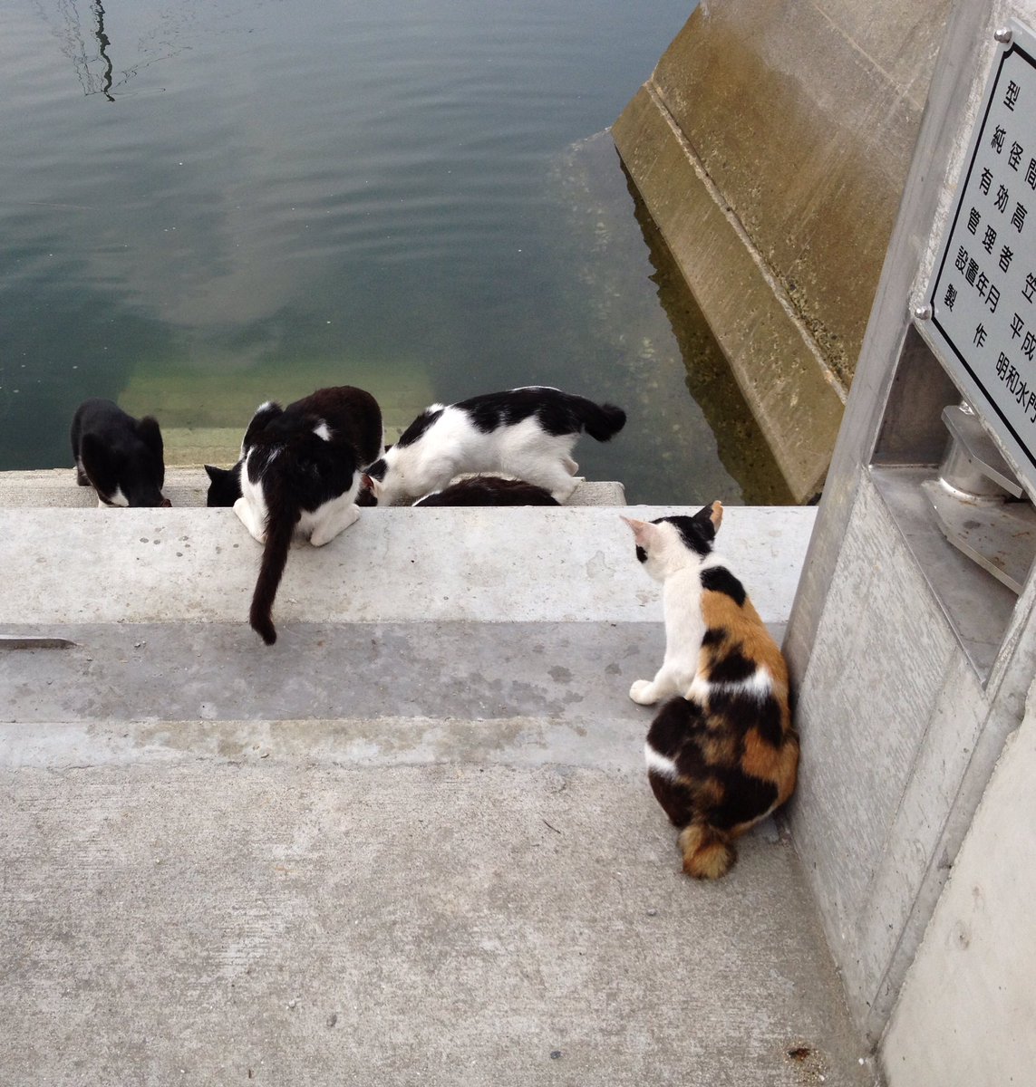 Ji3MiK's tweet photo. カニはどこに隠れた?
#manabeshima #cat #真鍋島 #島の猫 https://t.co/mW4LbGvQcn