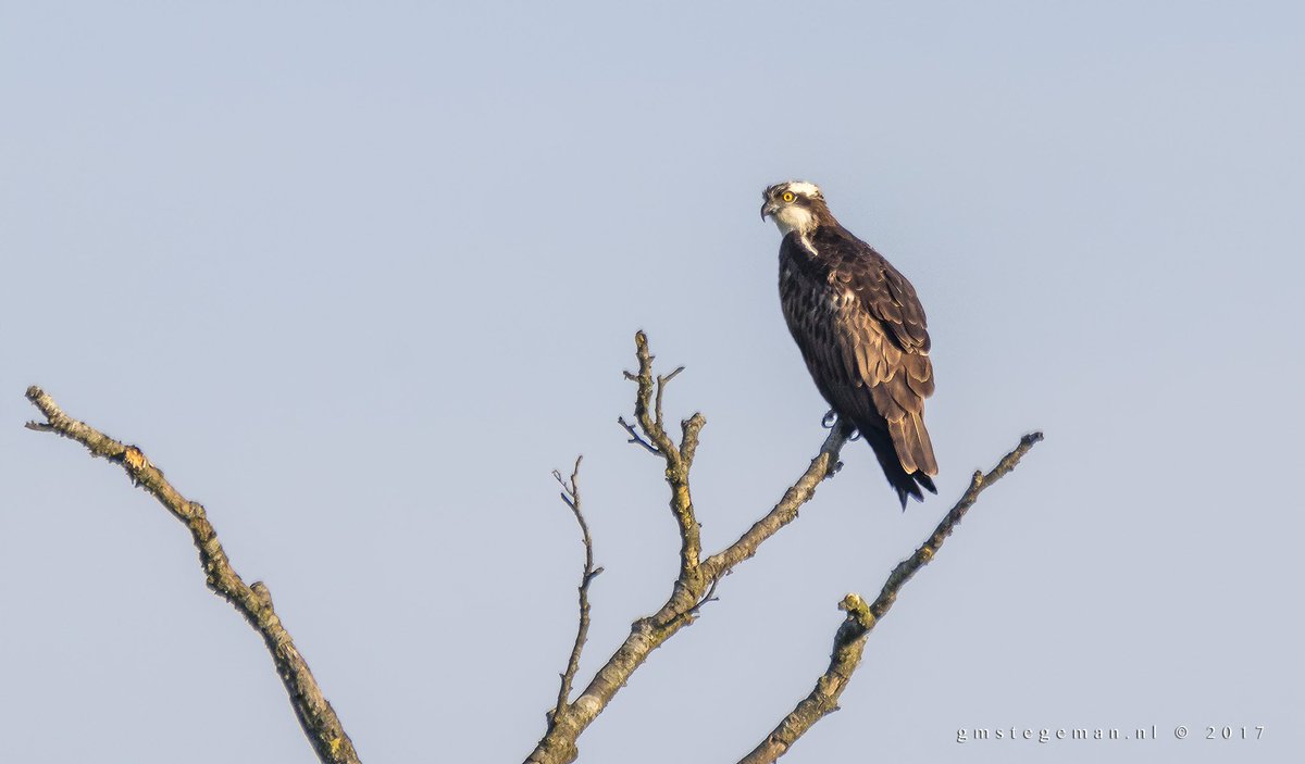 gmstegeman's tweet photo. Visarend in de wieden, wat een mooie ontmoeting #bcdewieden #wieden #visarend #wanneperveen https://t.co/ABWttPJG2J