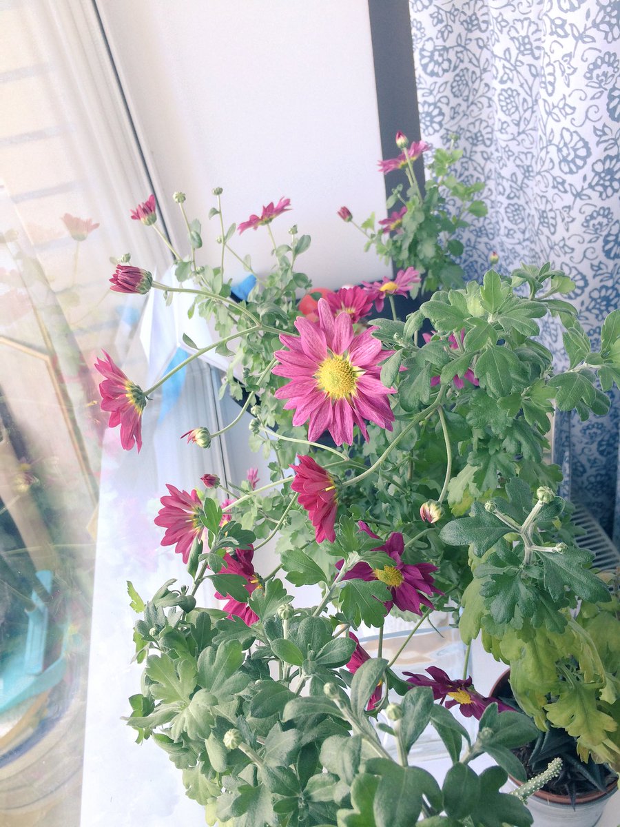 NastasiaTM's tweet photo. Все цветет и пахнет! Мои маленькие заросли🌵☘️🌺🌼 https://t.co/Im43Krfvn2