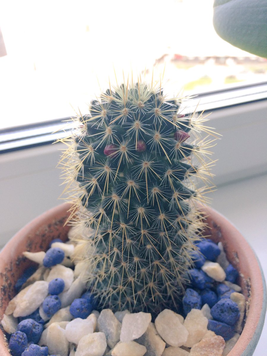 NastasiaTM's tweet photo. Все цветет и пахнет! Мои маленькие заросли🌵☘️🌺🌼 https://t.co/Im43Krfvn2