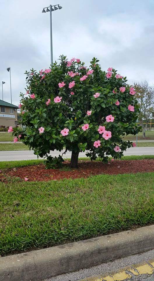 pinatasbyedith's tweet photo. #hibiscus #hibiscustree #pinkhibiscus https://t.co/w6KYYrVGhP