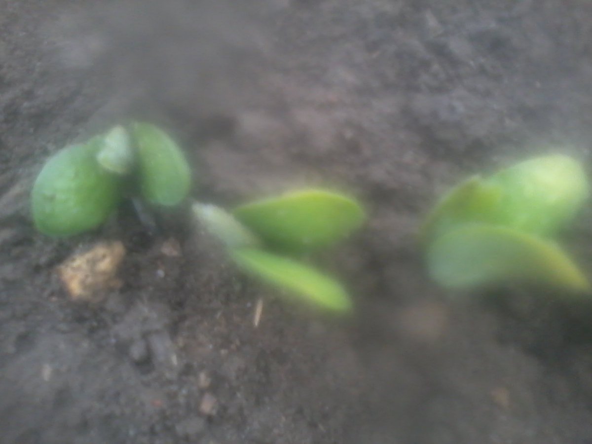 Beans coming up