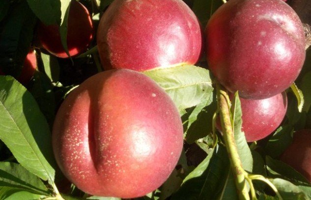 proseplan's tweet photo. Yellow flesh Nectarine Netix® 30. Harvested end of July. Great agricultural potential, big calibers. Sweet &amp; crunchy https://t.co/kIOeHQk8zr https://t.co/BkxppU6qLV
