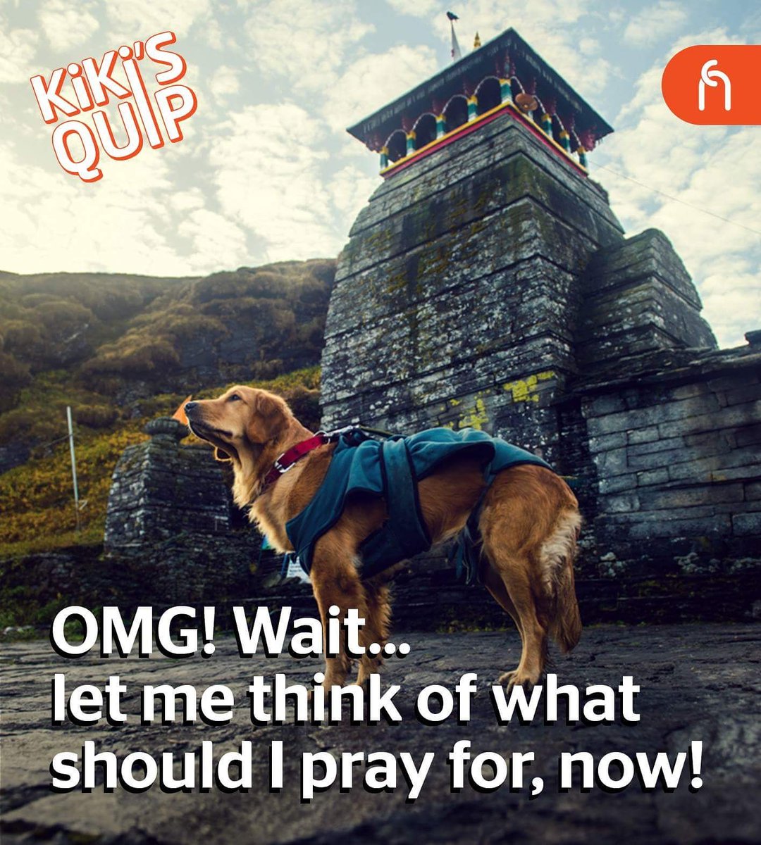 CollarFolk's tweet photo. #KikisQuip #travelwithpets #dogsoftwitter  #doglovers #petsoftwitter https://t.co/Fw6EYI9LQE