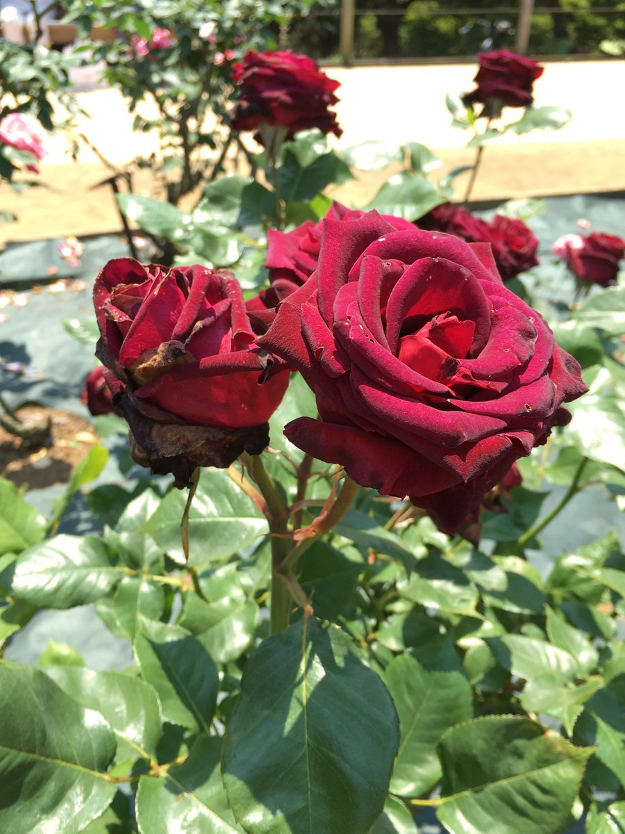 Babi あまりに高貴な黒薔薇や真紅の薔薇 は 怖い って言っている人もいたが 近寄るのもためらうほどの 高飛車なほどの気位を備えた ザ 薔薇 って感じの大輪の深紅の薔薇が好きだ イングリッド バーグマンは絢爛だった ブラックバカラは花が痛んで Babi あまりに高貴な黒薔薇や真紅の薔薇 は 怖い って言っている人もいたが 近寄るのもためらうほどの 高飛車なほどの気位を備えた ザ 薔薇 って感じの大輪の深紅の薔薇が好きだ イングリッド バーグマンは絢爛だった ブラックバカラは花が痛んで