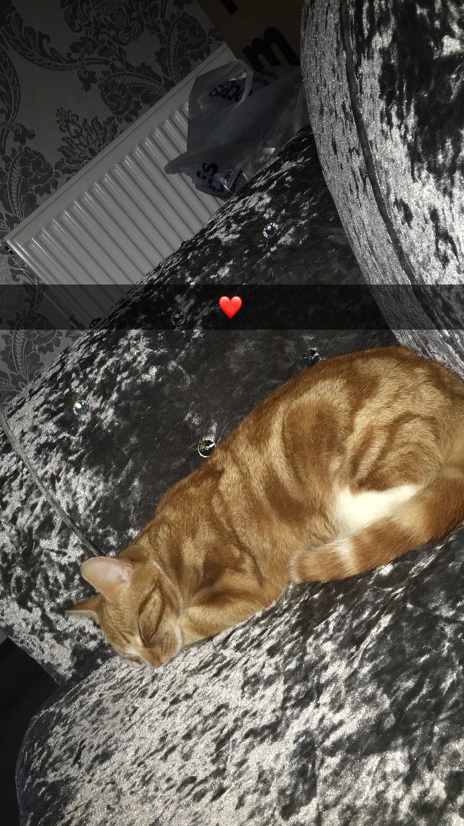 Rip bby Garfield love u always ❤️❤️